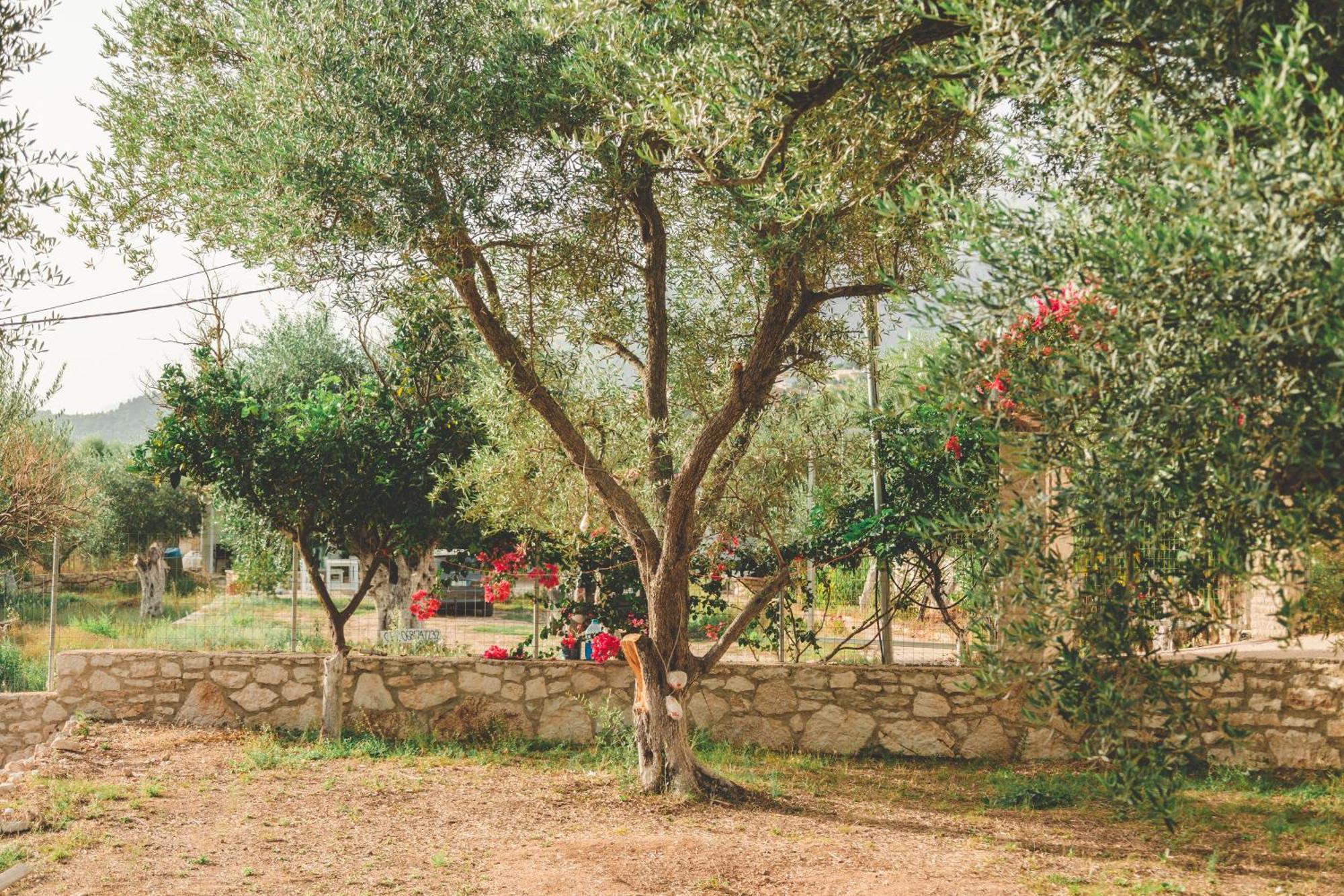 Olive Camping Himare Esterno foto